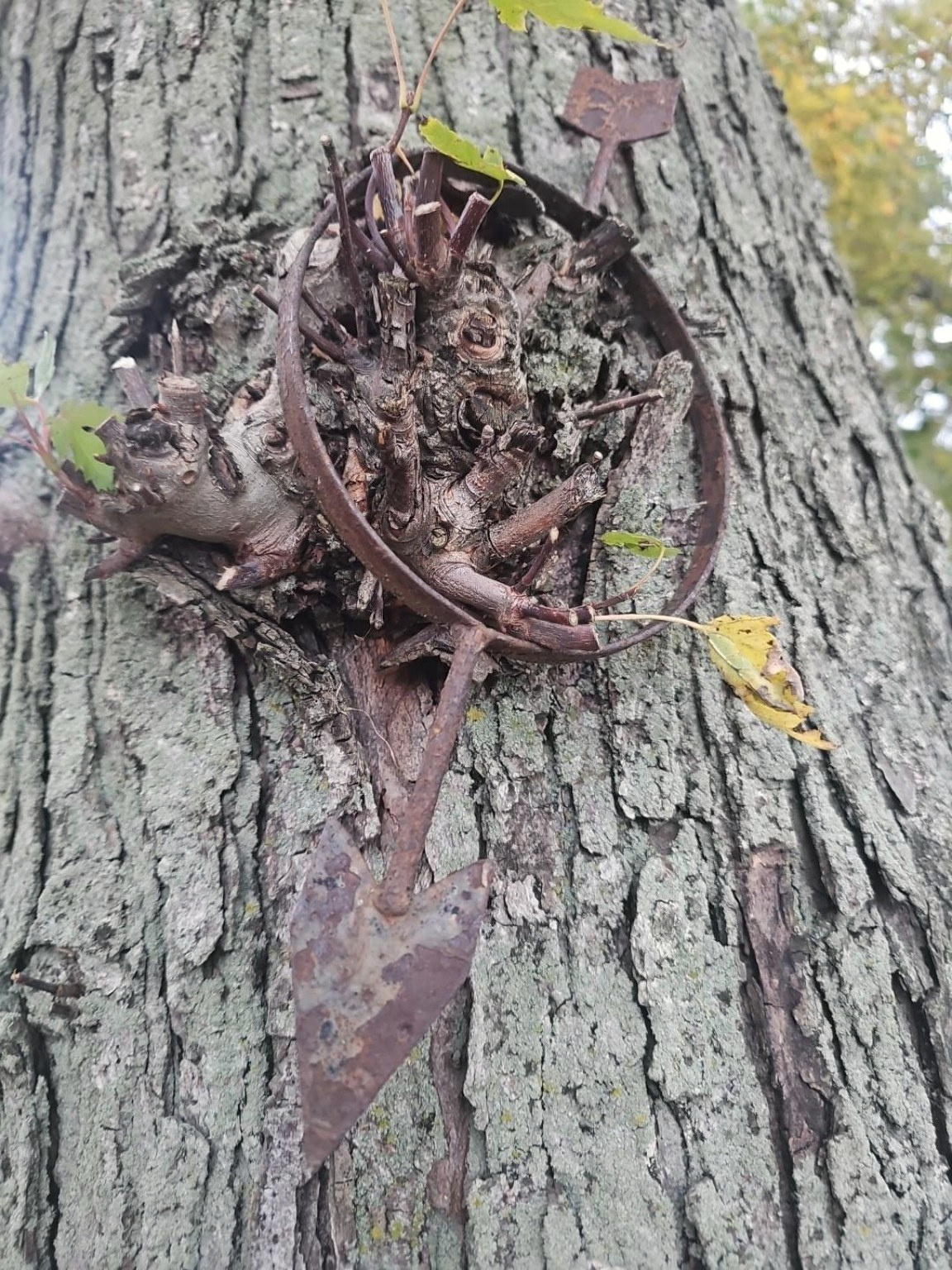 Weathered iron detail on willow bark